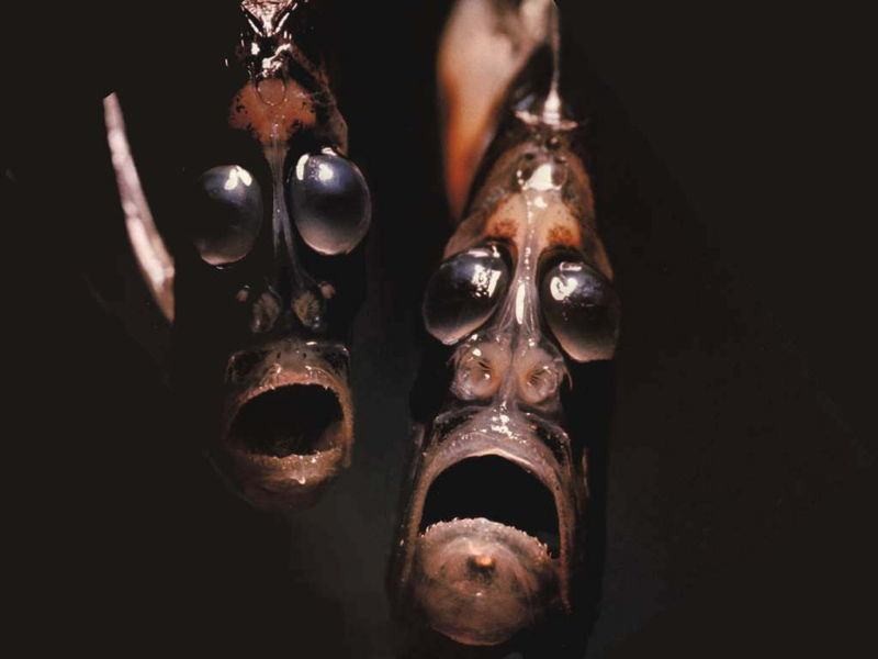 Cá rìu Hatchetfish là sinh vật có ngoại hình kỳ dị bậc nhất trong thế giới muôn loài dưới đáy đại dương. Nó có khuôn mặt như đang than khóc vì bị ám ảnh. Loài cá này xuất hiện nhiều vào ban đêm và sống ở dưới đáy biển sâu. Cá rìu có thân hình mỏng, và khả năng sát thương khá lớn.